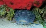 toadfish_cozumel_shutterstock_.jpg.webp