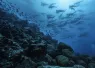 KristinPaterakis_Galapagos_WolfIsland-.jpg.webp