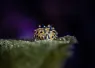 Little Sheep   .jpg.webp
