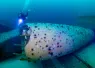 Visit Pensacola_Three Mile Bridge_ Custom Article_Image .png.webp