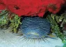 toadfish_cozumel_shutterstock_.jpg.webp