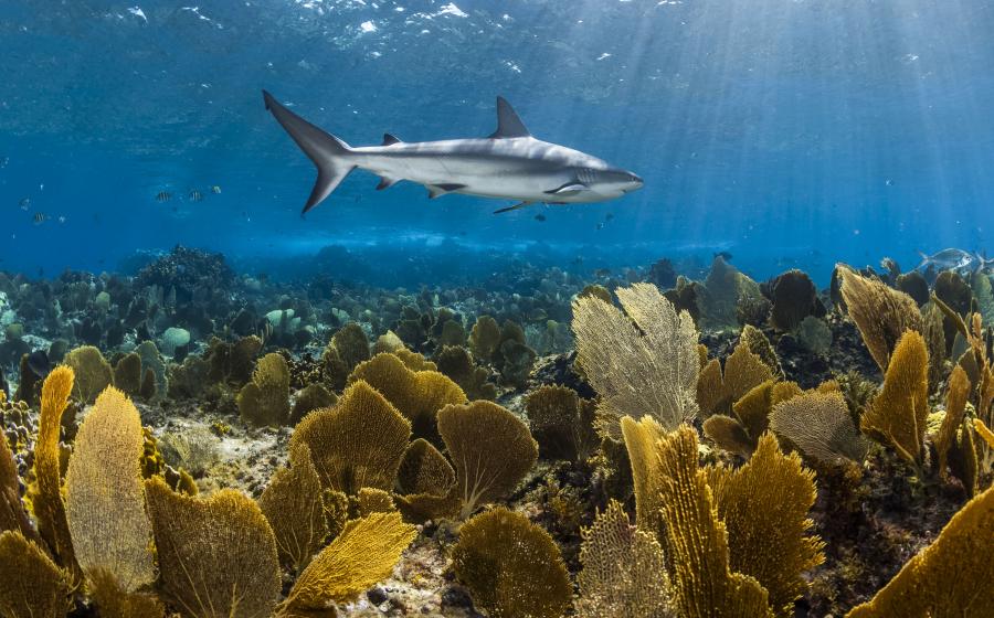 Sharks | Scuba Diving