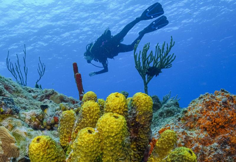 Top 10 Scuba Diving Vacations in Latin America