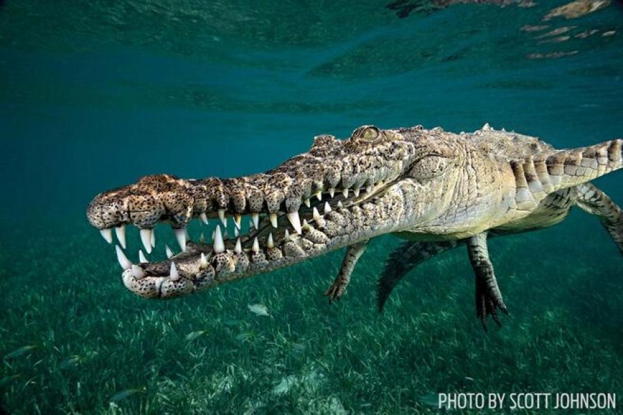 Wild Kingdom: A Scuba Diving Adventure in Cuba's Gardens of the