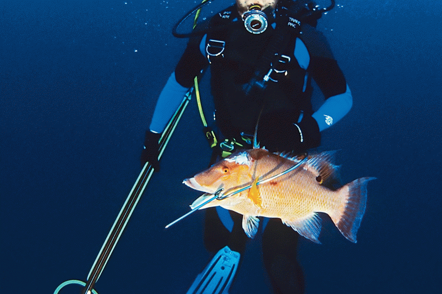 Ask an Expert: Should You Spearfish on Scuba?