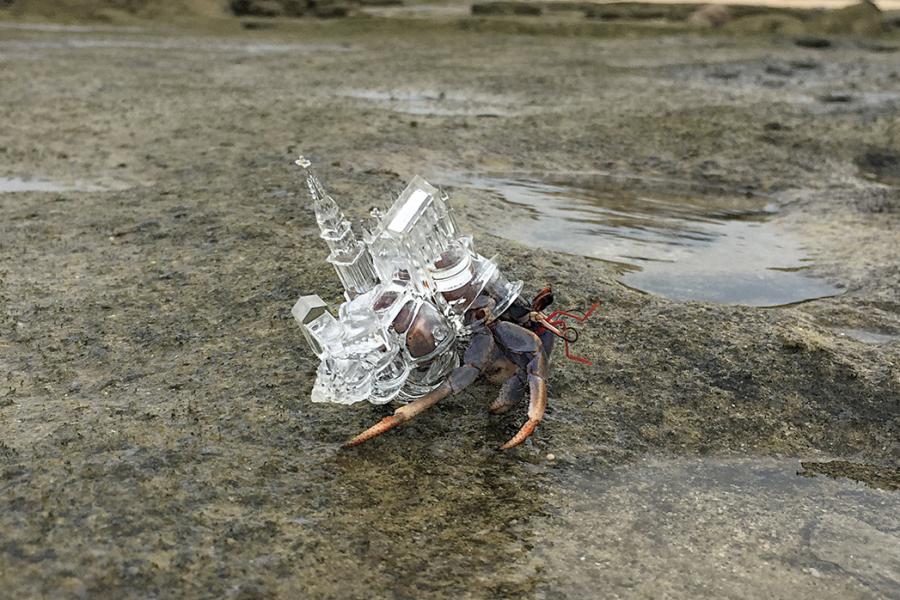 3D Printed Shells Give Homes to Hermit Crabs | Scuba Diving