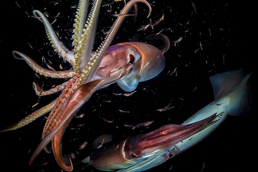 Scuba Diving With Humboldt Squid | Scuba Diving