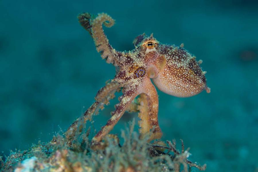 How Smart are Octopuses? Are Other Marine Animals Smart? | Scuba Diving