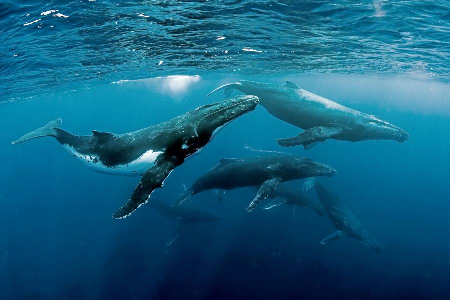 Humpback Whale Songs Are More Sophisticated than We Thought
