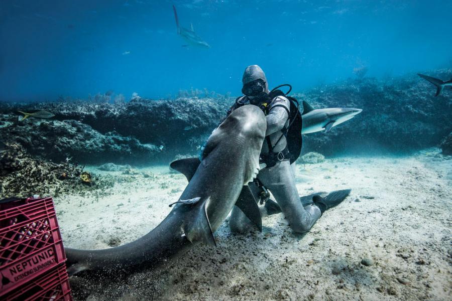 Share more than 151 shark suit
