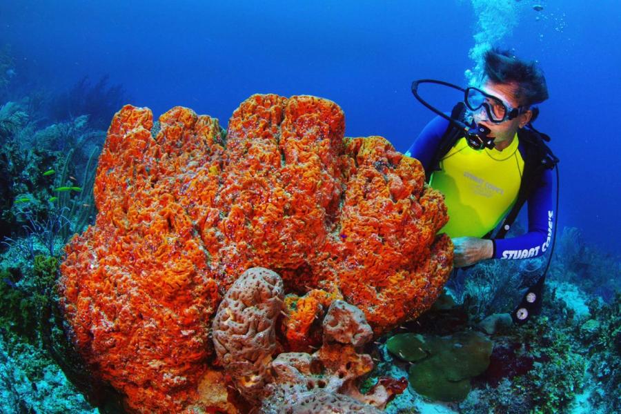 珊瑚のディッシュ Diving Orange Bowl's Beautiful Coral Reefs with Stuart Cove's Dive