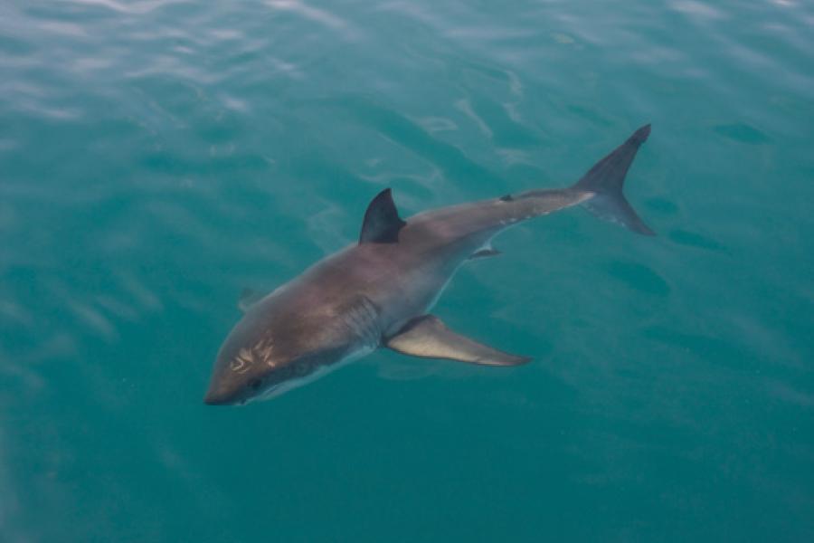 New Great White Shark Added to Open Sea Exhibit at Monterey Bay