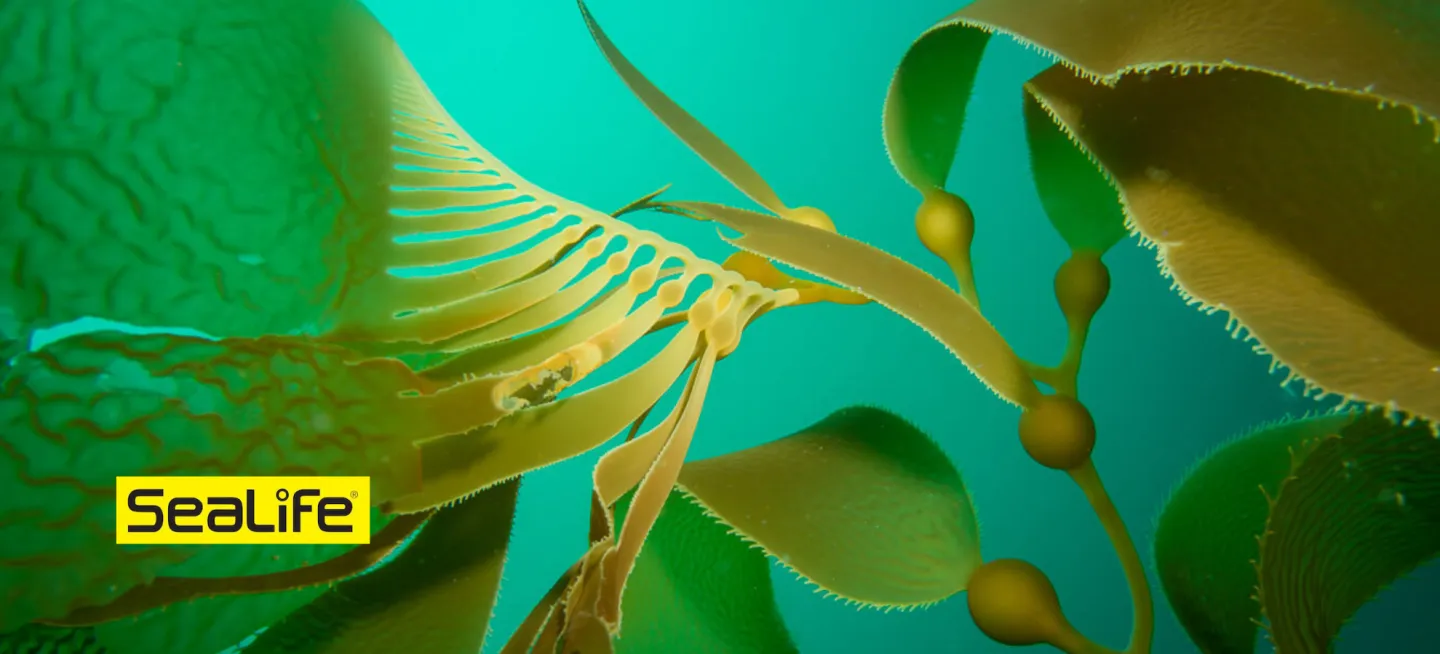 Close-up underwater view of golden-brown kelp fronds and air bladders, with a small crustacean clinging to the ribbon-like leaves against a teal ocean background.