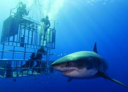 shark swimming cage Nautilus
