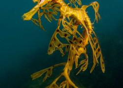 leafy sea dragon