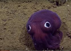 purple squid