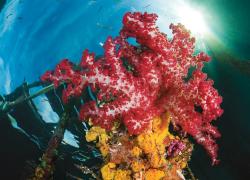 Arborek Jetty Indonesia