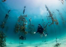 Coralpalooza 2018