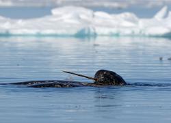 narwhal
