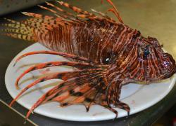 Alabama hosts lionfish derby at Orange Beach Flora-Bama Marina.