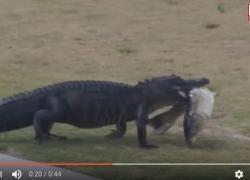 alligator with fish in its mouth at Florida golf course