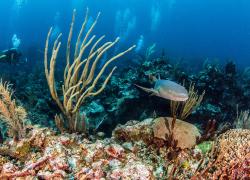 Ambergris Caye, Belize