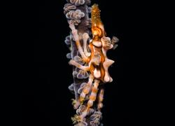 Sport Diver photo contest