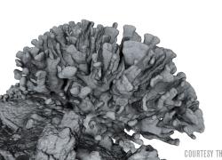3-D printing coral reef