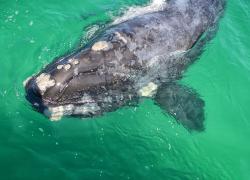juvenile Southern Right Whale in False Bay