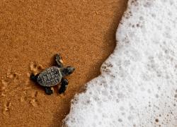 Baby sea turtle walks into ocean