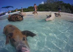 Bahamas swimming pigs