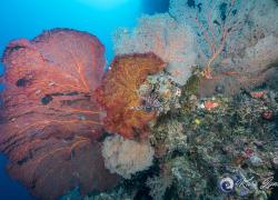 lion fish seen dwarfed by Gorgonian sea fan corals