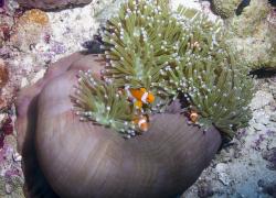 scuba diving raja ampat
