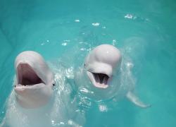 Two belgua whales smile at camera.