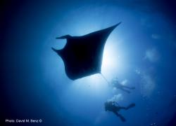 scuba diving cano island costa rica