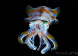 Bigfin reef squid underwater Papua New Guinea