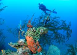 black coral scuba diver