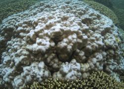 Bleached coral