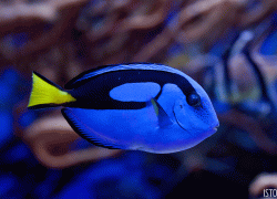 Finding Dory blue tang underwater photo