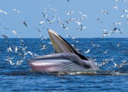 Brydes Whale