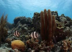 Coral Reef Bonaire