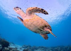 buddy dive bonaire