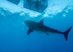 Australia great white shark cage diving 