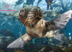 california sea lion