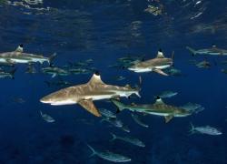 shark cancer