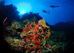 scuba diving hall of fame