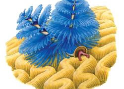 christmas tree worm