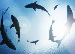 Sharks circle overhead.
