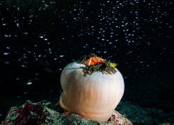 Clownfish Underwater Maldives 