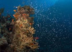 coral reef